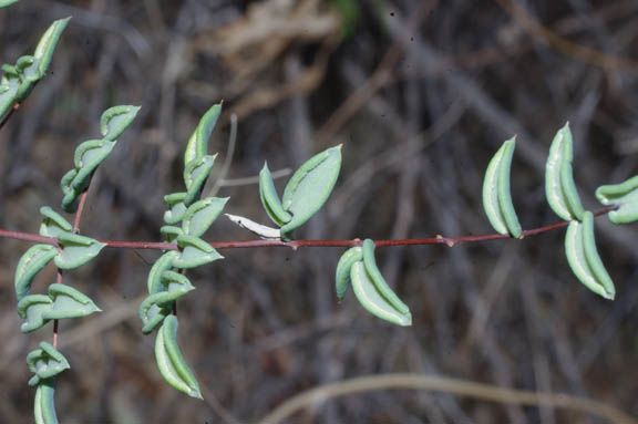 Pellaea truncata Goodding
